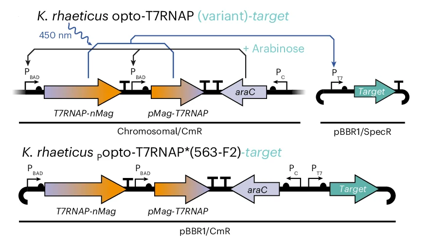 Open access visualization of Workflow, Illustration, Genetic Arrangement, K. rhaeticus, Optogenetic Strains
