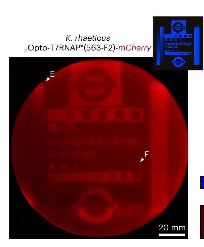 Open access visualization of Microscopy, Red Fluorescence, K. rhaeticus, pOpto-T7RNAP*(563-F2)-mCherry, Pellicle