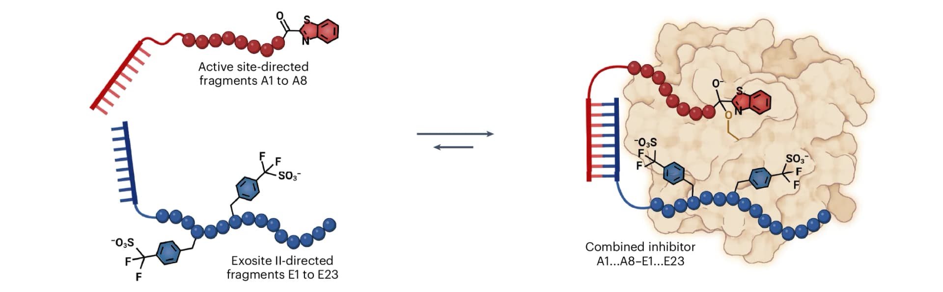 Open access visualization of Chemical Structure, Illustration, Drug Assembly, Inhibitors, Active Site