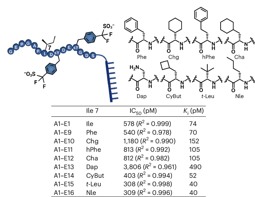 Open access visualization of Chemical Structure, Table Image, Structure-Activity Relationship, Exosite II Binder, Hydrophobic Amino Acids
