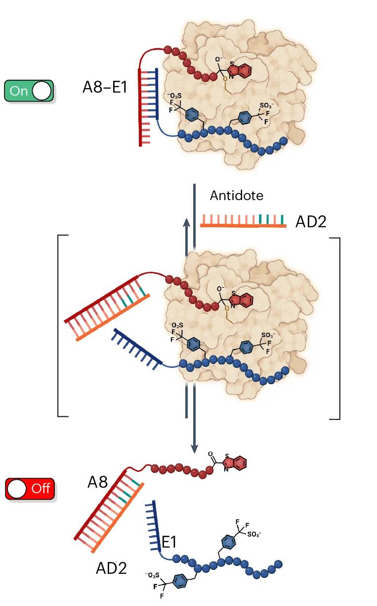 Open access visualization of Workflow, Illustration, Chemical Structure, Antidote, Inhibition
