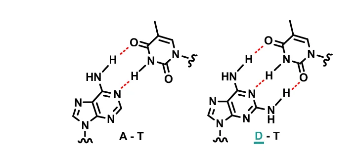 Open access visualization of Chemical Structure, Adenine, Diaminopurine, Hydrogen Bonds, Thymine