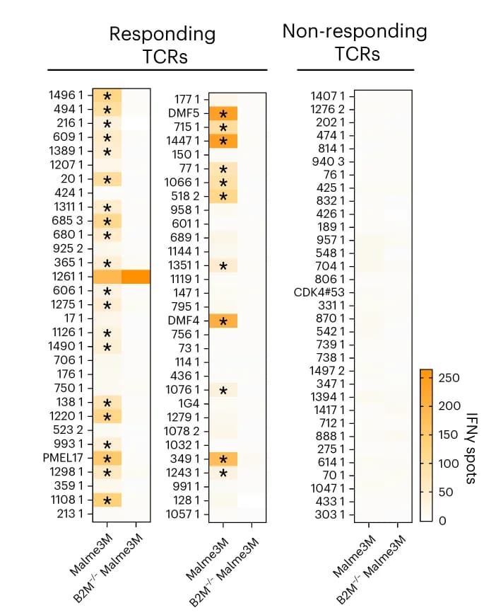 Open access visualization of Heatmap, Malme3M-Reactive TCRs, CD3+ T Cells, IFNg ELISpot, TCRs