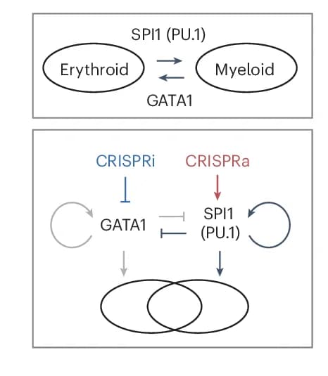 Open access visualization of Workflow, Flowchart, Genetic Interaction, SPI1, GATA1