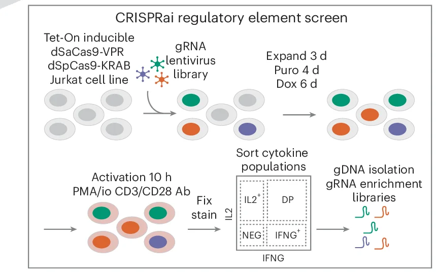 Open access visualization of Workflow, Flowchart, CRISPRai RE Screen, Jurkat T Cells, Schematic