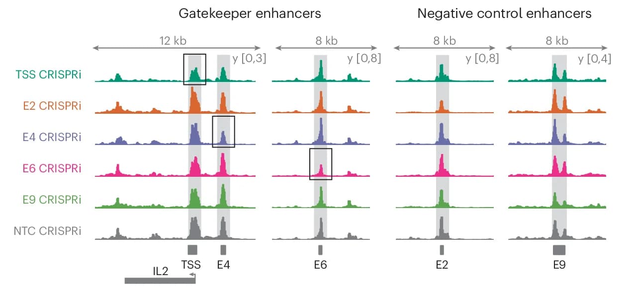 Open access visualization of Line Plot, Density Plot, ATAC-seq Profiles, CRISPRi Perturbation, Jurkat T Cells