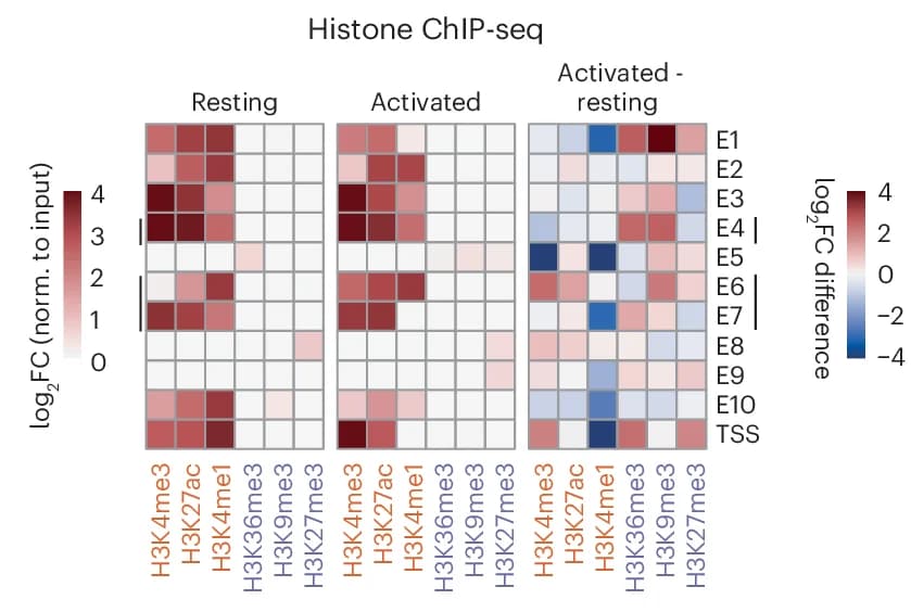 Open access visualization of Heatmap, ENCODE, Histone ChIP-seq, Resting T Cells, Activated T Cells