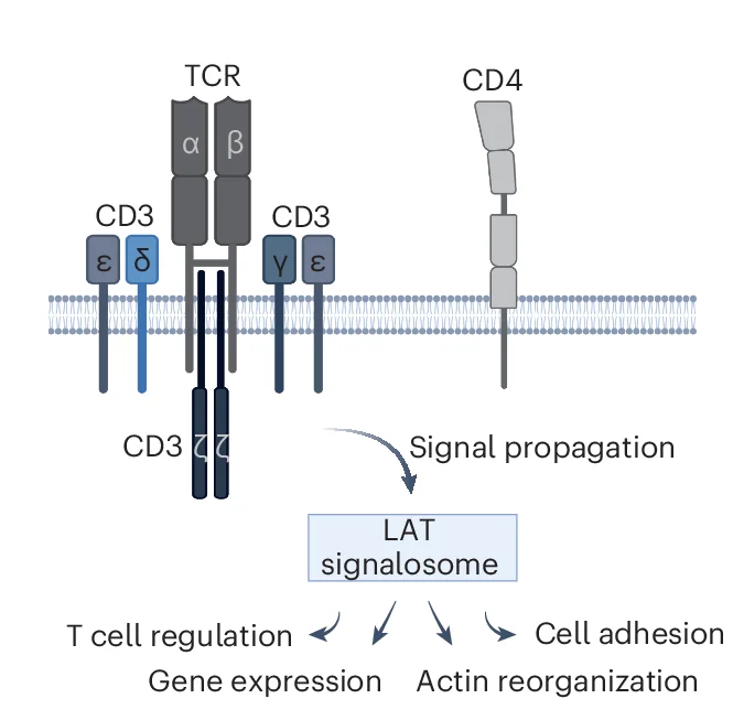 Open access visualization of Workflow, Flowchart, Illustration, TCR Signaling, Cellular Outcomes