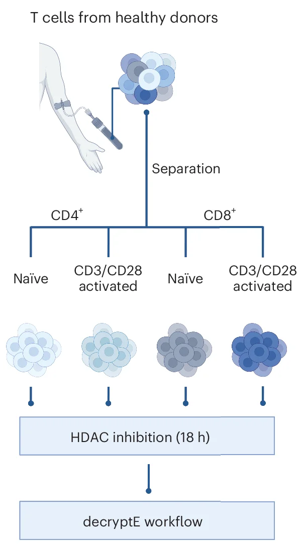 Open access visualization of Workflow, Flowchart, Human Primary T Cells, HDAC Inhibitors, Ex Vivo