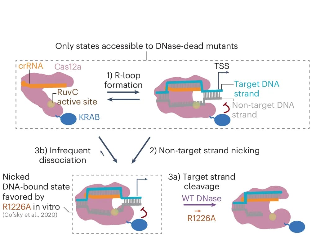 Open access visualization of Workflow, Flowchart, Illustration, Cas12a, DNA Binding