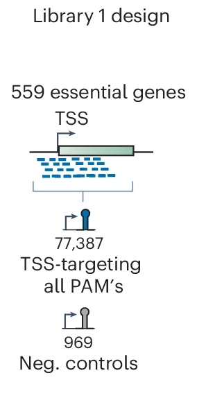 Open access visualization of Workflow, Illustration, crRNAs, TSS, Essential Genes