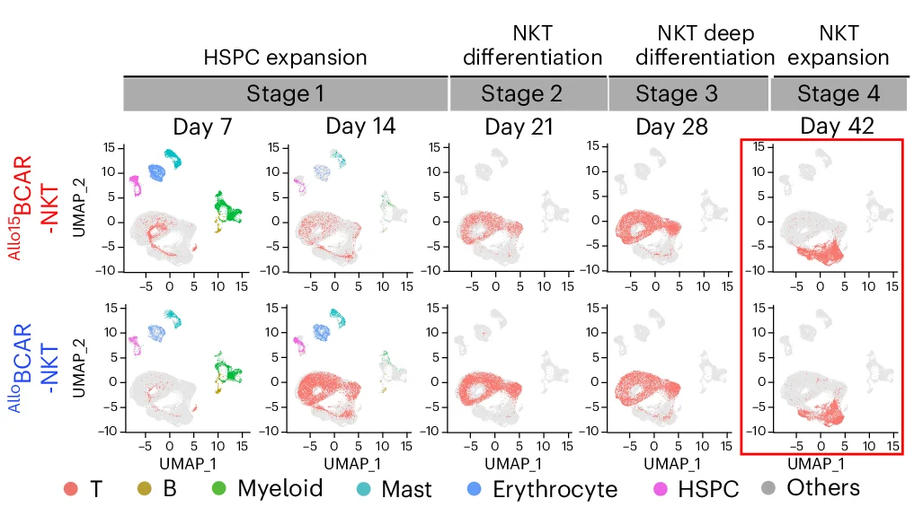 Open access visualization of UMAP, Scatter Plot, UMAP Visualization, Allo/15 BCAR-NKT Cells, scRNA-seq Data