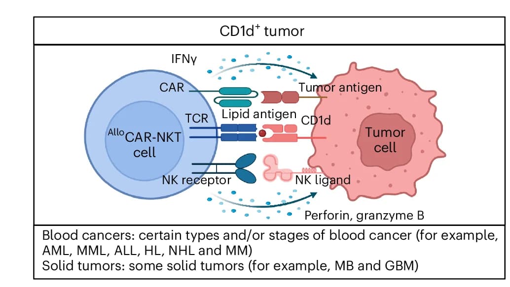Open access visualization of Illustration, Workflow, Allo CAR-NKT Cells, Tumor Cells, Acute Myeloid Leukemia