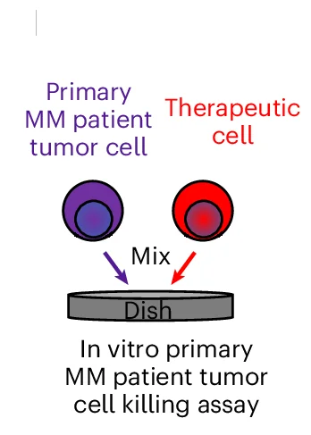 Open access visualization of Illustration, Workflow, Experimental Design, Multiple Myeloma, Tumor Cells