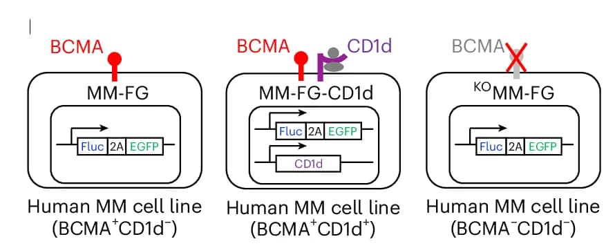 Open access visualization of Workflow, Illustration, Schematics, MM.1S Cell Lines, Firefly Luciferase