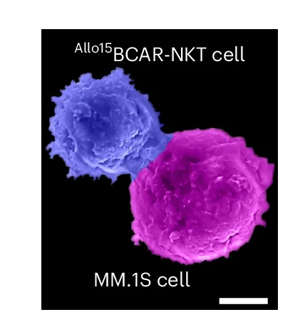 Open access visualization of Microscopy, SEM Image, Allo15 BCAR-NKT Cell, MM.1S-FG Tumor Cell
