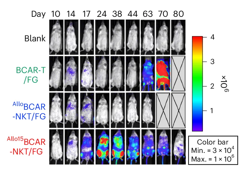 Open access visualization of Microscopy, BLI Images, Therapeutic Cells, Mice
