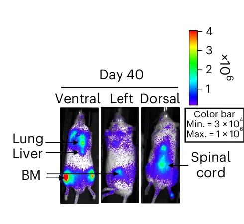 Open access visualization of Microscopy, BLI Images, Biodistribution, Allo15 BCAR-NKT Cells, Mouse