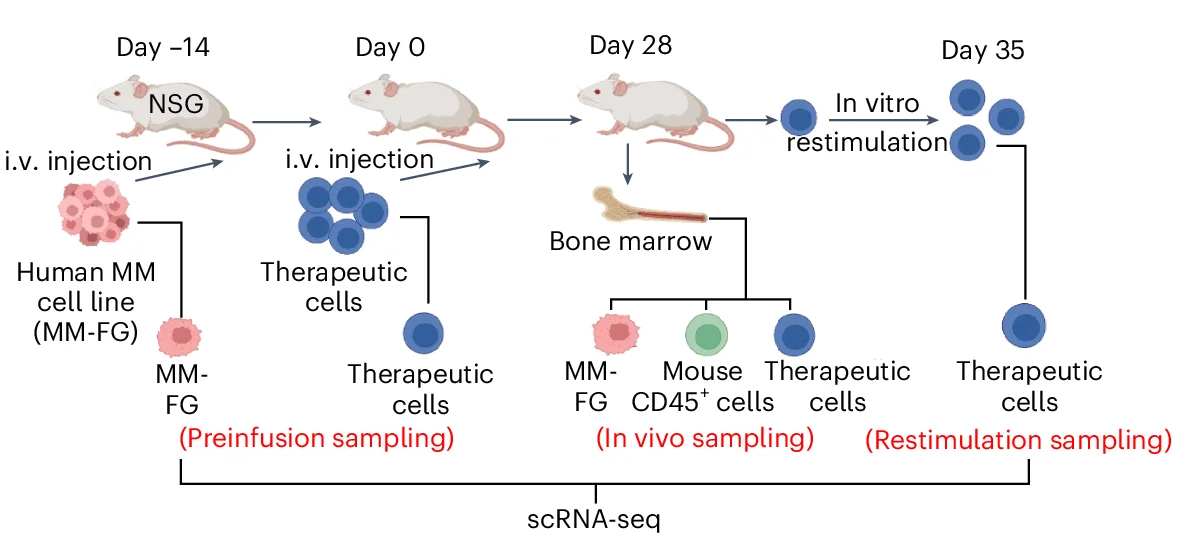 Open access visualization of Workflow, Illustration, Experimental Design, Gene Profiling, Allo15 BCAR-NKT Cells