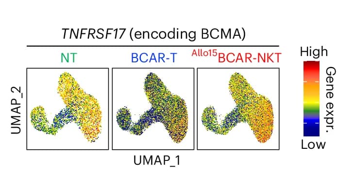 Open access visualization of UMAP, UMAP Plots, TNFRSF17 Gene, BCMA, Therapeutic Cell Treatment