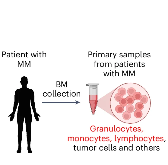 Open access visualization of Workflow, Illustration, Schematics, Primary Samples, Multiple Myeloma Patients