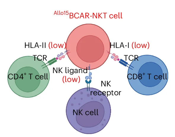 Open access visualization of Illustration, Workflow, Molecular Mechanisms, Allorejection Resistance, Allo15 BCAR-NKT Cells