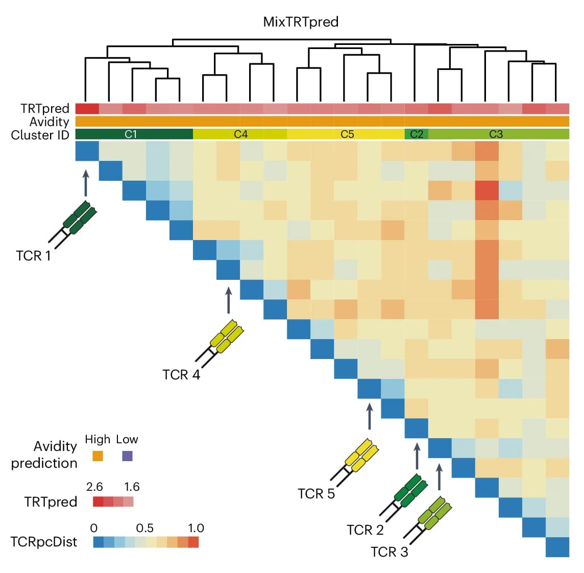 Open access visualization of Heatmap, Clustered, TRTpred, Distance Matrix, Tumor-reactive Clones
