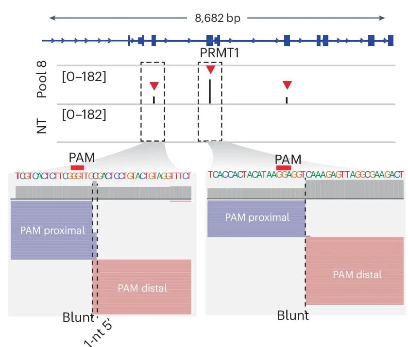 Open access visualization of Illustration, Workflow, IGV Snapshot, On-Target DSBs, BreakTag