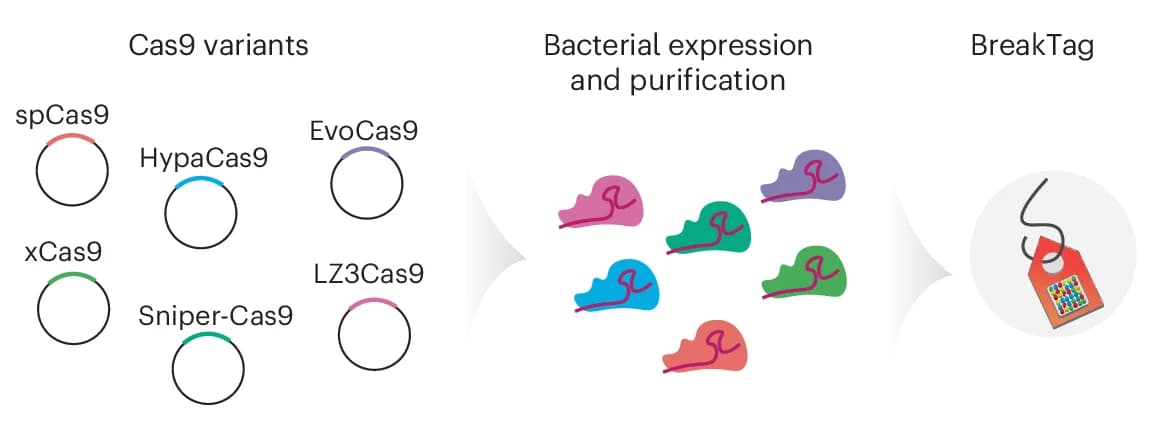Open access visualization of Workflow, Illustration, Cas9 Variants, Scission Profiles, Engineered Cas9