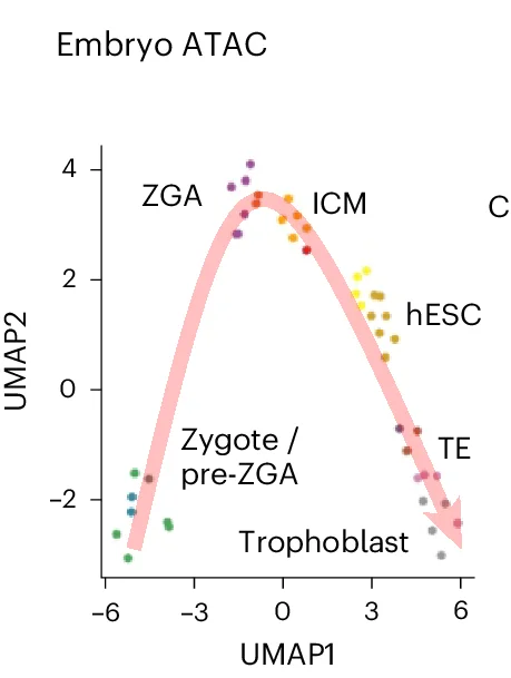 Open access visualization of Scatter Plot, UMAP, Human Early Embryonic Development, scATAC Dataset, Developmental Stage