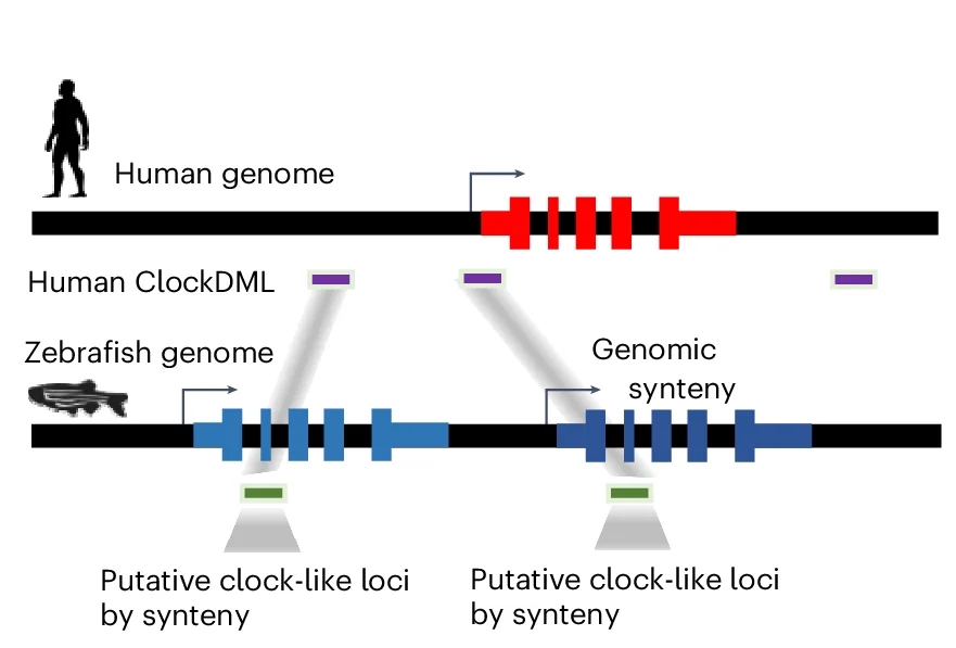 Open access visualization of Workflow, Illustration, Experiment, Human ClockDML, Zebrafish Genome