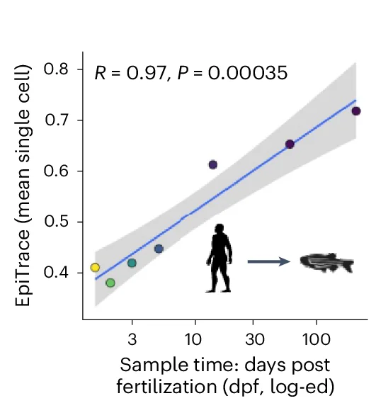 Open access visualization of Scatter Plot, Regression Plot, Linear Regression, Mitotic Age, Days Post-fertilization