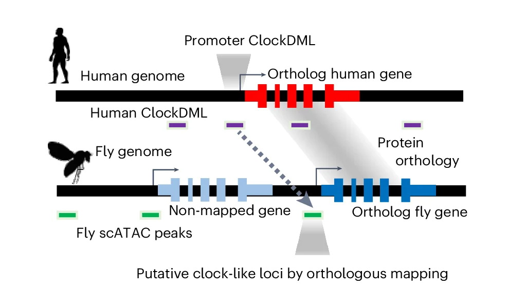 Open access visualization of Workflow, Illustration, Clock Genomic Loci, Drosophila Genome, Human ClockDML