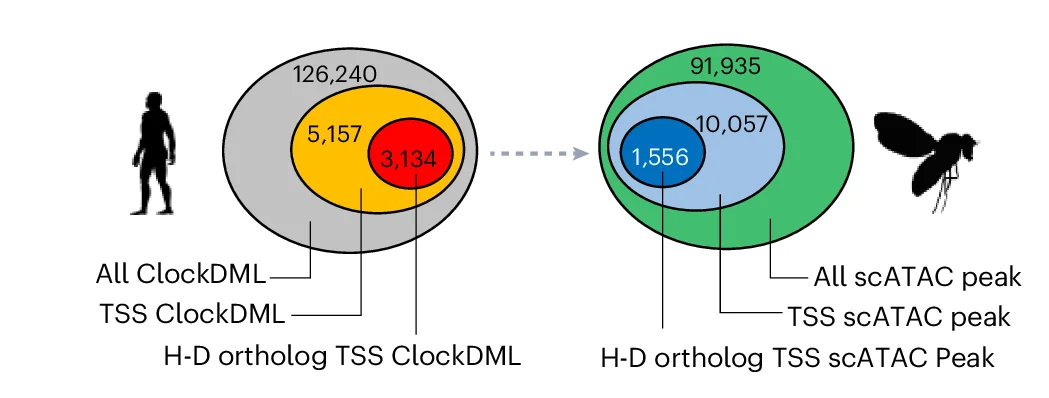 Open access visualization of Venn Diagram, ClockDML, scATAC, Human-Drosophila Pair