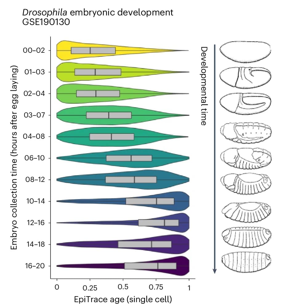 Open access visualization of Violin Plot, Box Plot, Illustration, EpiTrace Age, Drosophila Embryonic Development