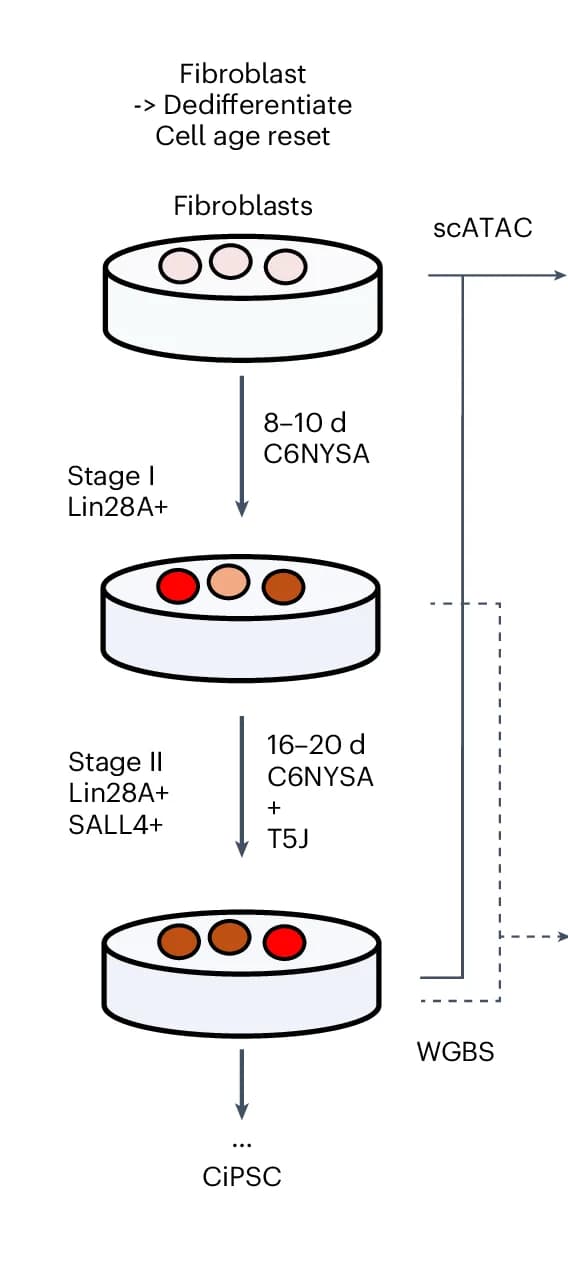 Open access visualization of Workflow, Flowchart, Illustration, In Vitro, Chemical Induction