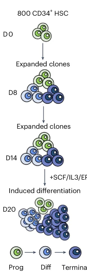 Open access visualization of Workflow, Experiment, CD34+ HSCs, In Vitro Expansion, Differentiation