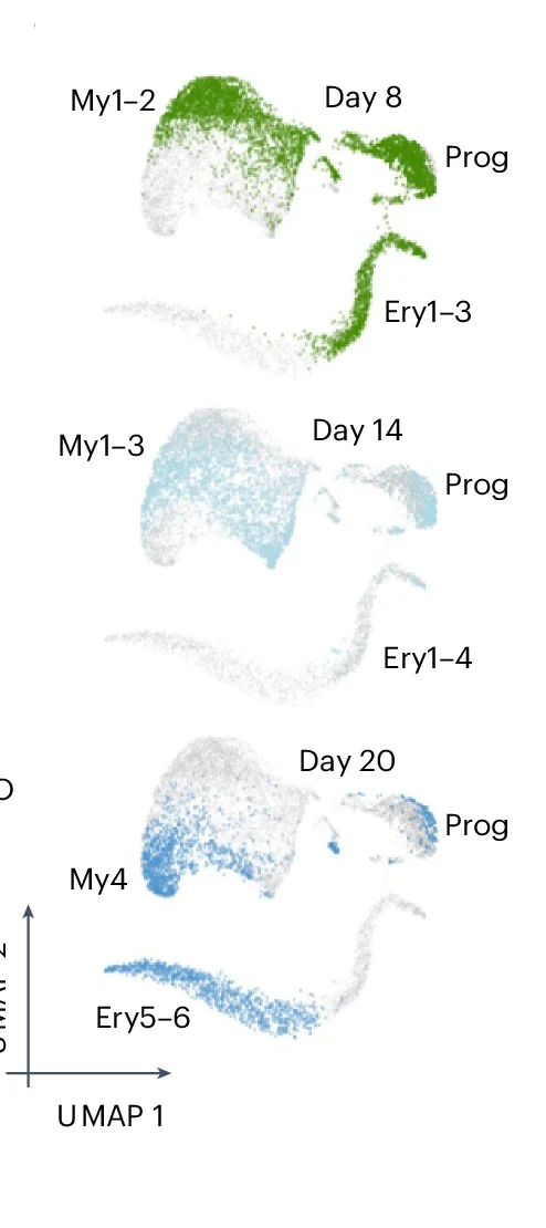 Open access visualization of UMAP, Cells, D8, D14, D20