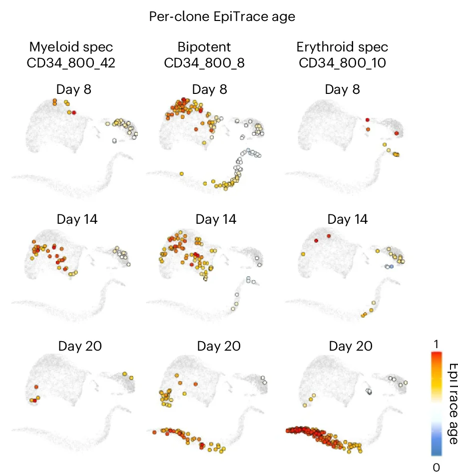 Open access visualization of Scatter Plot, EpiTrace Age, Single Cells, Clones, Myeloid Cells