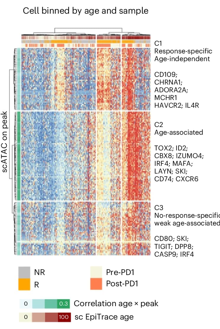 Open access visualization of Heatmap, Clustered, scATAC Peak Activity, Pseudobulk Single Cells, Phenotype