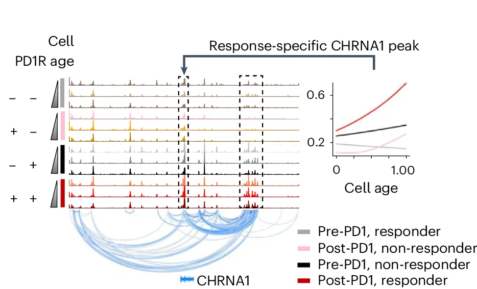 Open access visualization of Line Plot, Network, ChrAcc, Cross-Correlation, CHRNA1 Loci