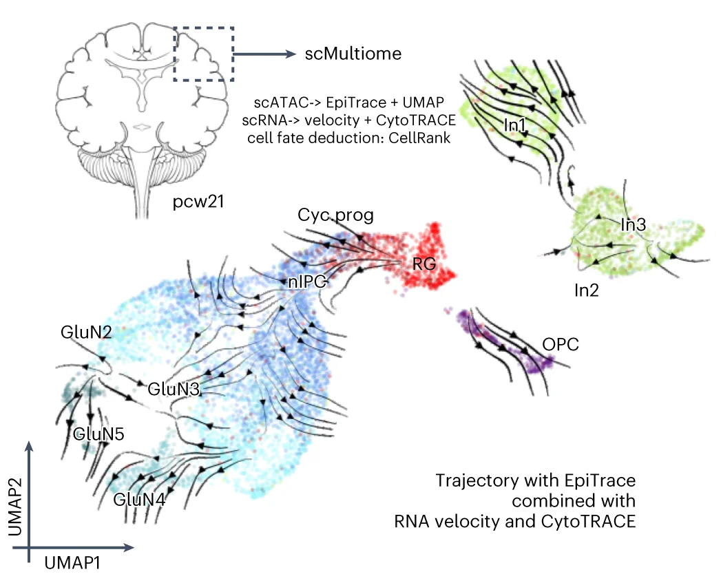 Open access visualization of UMAP, Cell Evolution Trajectory, CellRank, EpiTrace, CytoTRACE