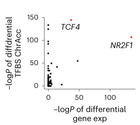 Open access visualization of Scatter Plot, Volcano Plot, Differential Gene Expression, TFBS-specific ChrAcc, GluN Cells