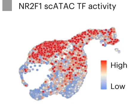 Open access visualization of Scatter Plot, UMAP, TFBS-specific ChrAcc, NR2F1