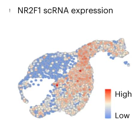 Open access visualization of Scatter Plot, UMAP, Expression, NR2F1