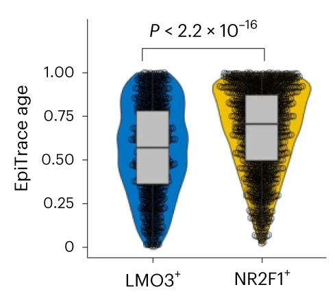 Open access visualization of Violin Plot, Box Plot, EpiTrace Age, LMO3 Positive Population, NR2F1 Positive Population
