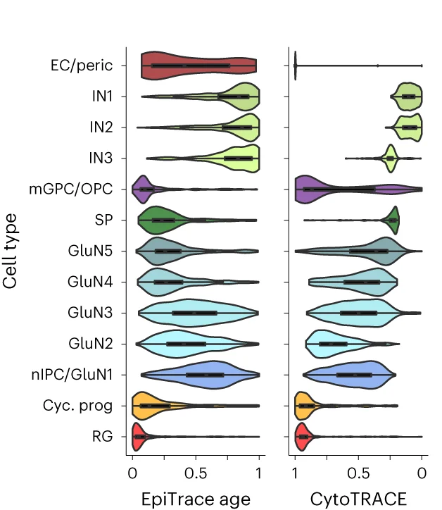 Open access visualization of Violin Plot, Mitotic Clock, EpiTrace, Differentiation Potential, CytoTRACE