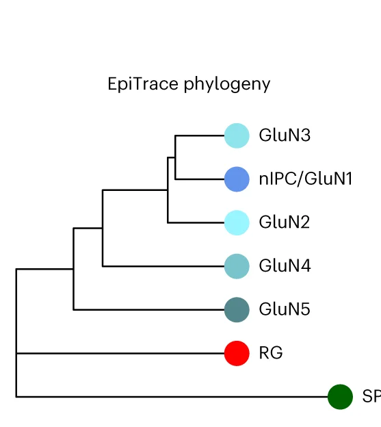 Open access visualization of Network, Pathway, Excitatory Neuron Phylogeny, Mitotic Clock, GluN4