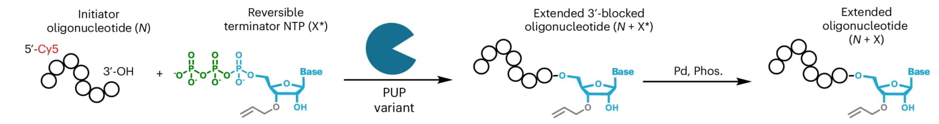 Open access visualization of Workflow, Chemical Structure, NTPs, Enzymatic Incorporation, Deblocking