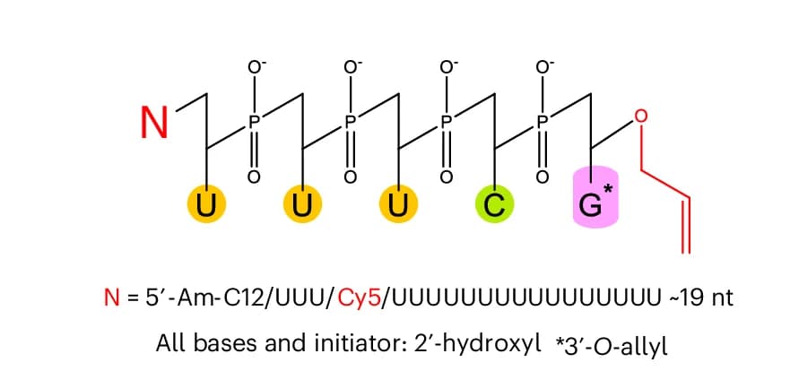 Open access visualization of Chemical Structure, RNA Oligonucleotide, Oligonucleotide Synthesis, Liquid Bulk Phase